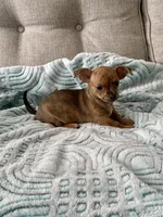 Sully, a male Chihuahua for sale in High Point, NC – 5 of 5