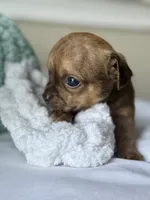 WallE, a male Chihuahua for sale in High Point, NC – 4 of 4