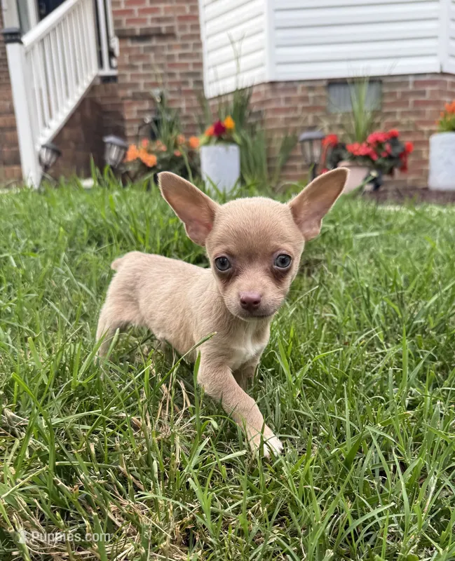 Jasper – Chihuahua puppy for sale in High Point, NC