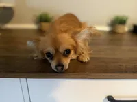 Beau, a male Chihuahua for sale in High Point, NC – 2 of 5