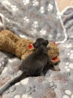 Shelton, a male Chihuahua for sale in High Point, NC – Photo 4 of 6