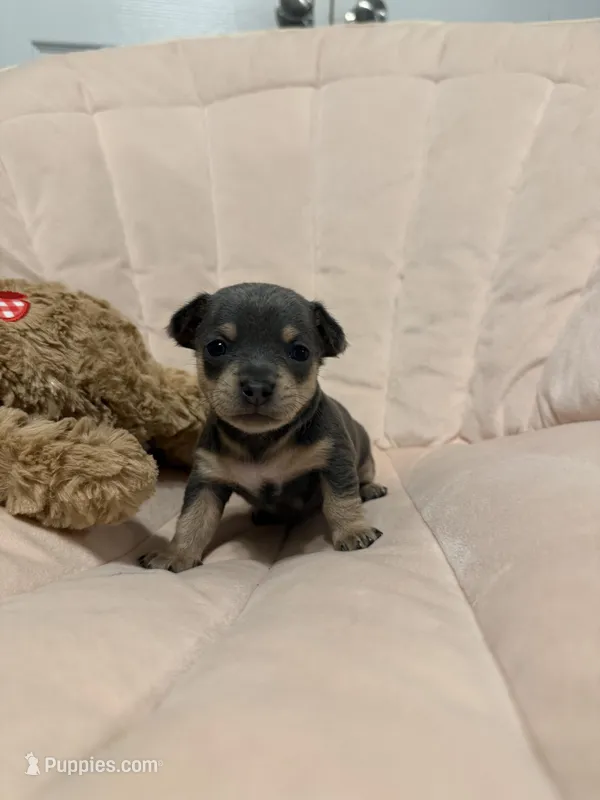 Shelton, a male Chihuahua for sale in High Point, NC – Photo 1 of 6