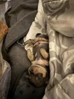 Shelton, a male Chihuahua for sale in High Point, NC – Photo 6 of 6