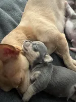 Shelton, a male Chihuahua for sale in High Point, NC – Photo 5 of 6