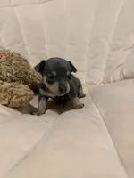 Shelton, a male Chihuahua for sale in High Point, NC – Photo 2 of 6