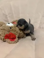 Shelton, a male Chihuahua for sale in High Point, NC – Photo 3 of 6