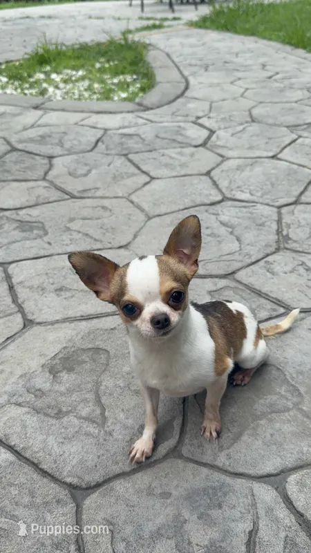 AKC Bambi – Chihuahua puppy for sale in High Point, NC