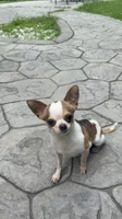 AKC Bambi, a male Chihuahua for sale in High Point, NC – 1 of 4