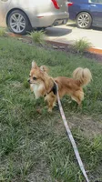 Beau, a male Chihuahua for sale in High Point, NC – 4 of 5