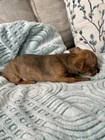Sully, a male Chihuahua for sale in High Point, NC – 3 of 5
