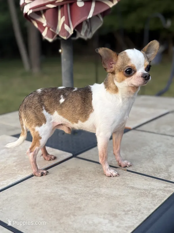 AKC Bambi (Full Rights) – Chihuahua puppy for sale in High Point, NC