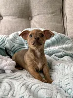 Sully, a male Chihuahua for sale in High Point, NC – 4 of 5