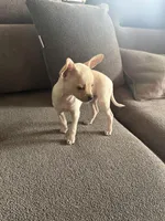 Casey, a female Chihuahua for sale in High Point, NC – Photo 3 of 3