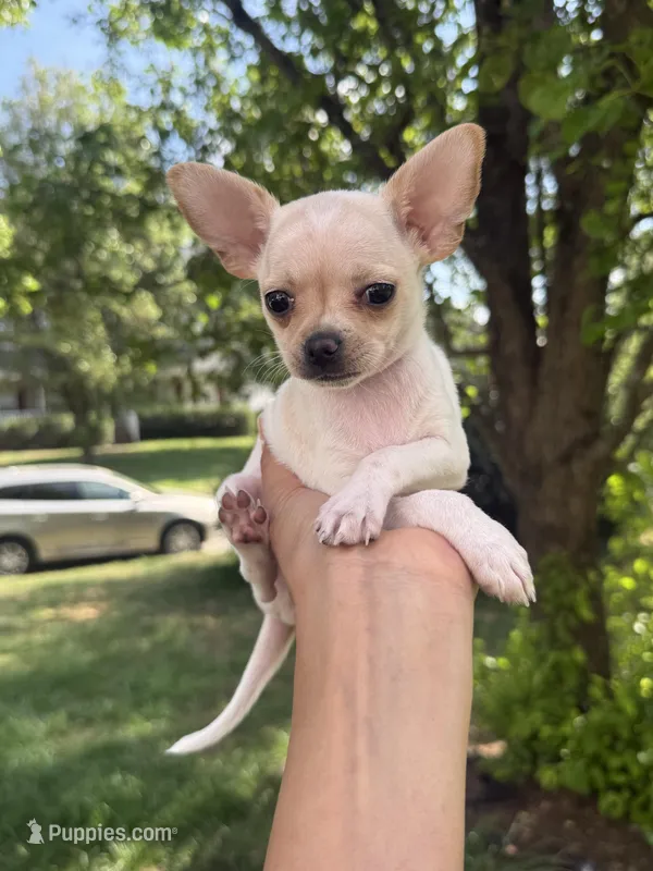 Casey, a female Chihuahua for sale in High Point, NC – Photo 1 of 3