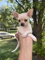 Casey, a female Chihuahua for sale in High Point, NC – Photo 1 of 3