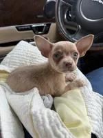 Jasper, a male Chihuahua for sale in High Point, NC – 2 of 4