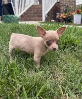 Jasper, a male Chihuahua for sale in High Point, NC – 3 of 4