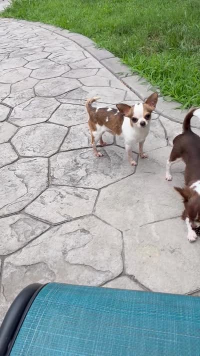 AKC Bambi, a male Chihuahua for sale in High Point, NC – 4 of 4