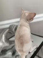 Casey, a female Chihuahua for sale in High Point, NC – Photo 3 of 5