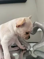 Casey, a female Chihuahua for sale in High Point, NC – Photo 5 of 5