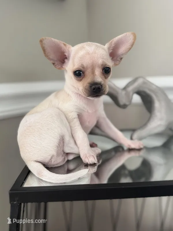 Casey – Chihuahua puppy for sale in High Point, NC