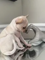 Casey, a female Chihuahua for sale in High Point, NC – Photo 4 of 5