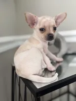 Casey, a female Chihuahua for sale in High Point, NC – Photo 2 of 5