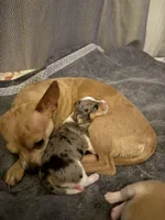 Cash, a male Chihuahua for sale in High Point, NC – Photo 5 of 6