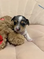 Cash, a male Chihuahua for sale in High Point, NC – Photo 6 of 6