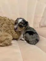 Cash, a male Chihuahua for sale in High Point, NC – Photo 2 of 6