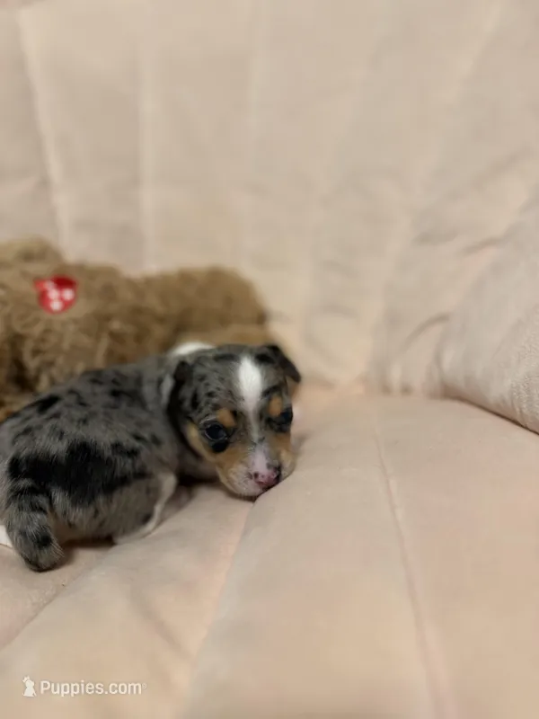 Cash, a male Chihuahua for sale in High Point, NC – Photo 1 of 6