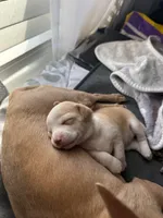 Dolly, a female Chihuahua for sale in High Point, NC – Photo 5 of 7