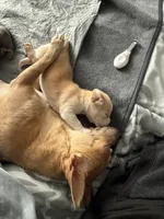 Dolly, a female Chihuahua for sale in High Point, NC – Photo 7 of 7