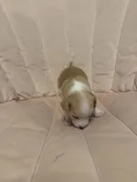 Dolly, a female Chihuahua for sale in High Point, NC – Photo 4 of 7