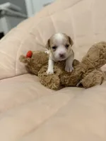 Dolly, a female Chihuahua for sale in High Point, NC – Photo 2 of 7