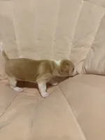 Dolly, a female Chihuahua for sale in High Point, NC – Photo 3 of 7