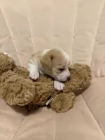 Dolly, a female Chihuahua for sale in High Point, NC – Photo 1 of 7