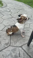 AKC Bambi, a male Chihuahua for sale in High Point, NC – 3 of 4