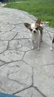 AKC Bambi, a male Chihuahua for sale in High Point, NC – 2 of 4