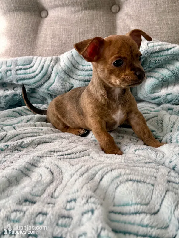 Sully – Chihuahua puppy for sale in High Point, NC