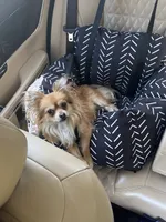 Beau, a male Chihuahua for sale in High Point, NC – 3 of 5