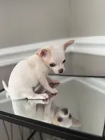 Lainey, a female Chihuahua for sale in High Point, NC – Photo 2 of 4