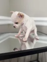 Lainey, a female Chihuahua for sale in High Point, NC – Photo 3 of 4