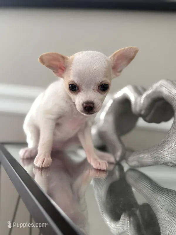 Lainey – Chihuahua puppy for sale in High Point, NC