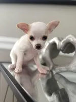 Lainey, a female Chihuahua for sale in High Point, NC – Photo 1 of 4