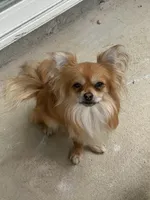 Beau, a male Chihuahua for sale in High Point, NC – 1 of 5