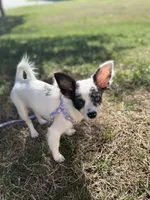 AKC Indigo, a female Chihuahua for sale in High Point, NC – Photo 1 of 3