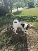 AKC Indigo, a female Chihuahua for sale in High Point, NC – Photo 3 of 3