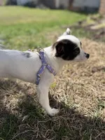 AKC Indigo, a female Chihuahua for sale in High Point, NC – Photo 2 of 3