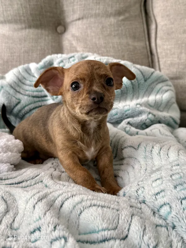 Sully – Chihuahua puppy for sale in High Point, NC